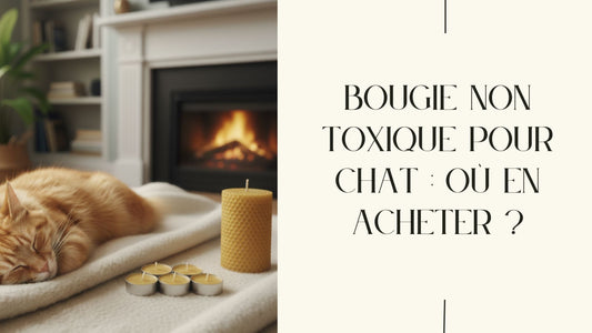 Bougie non toxique pour chat : où en acheter